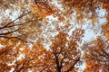 natural landscape with bottom view of the tops of trees with colorful foliage in the autumn Sunny Park