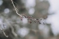 The branch of a tree Royalty Free Stock Photo