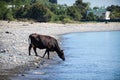 The natural landscape with the brown cow on the pebbly beach, drinking water