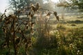 Natural landscape with a cobweb in backlight Royalty Free Stock Photo