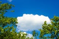 Natural landscape, consisting of a cloud on the background of tree crowns.