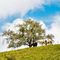 Natural landscape with creole horses in the mountain