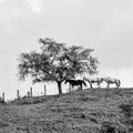 Natural landscape with creole horses in the mountain