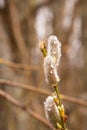 The budding willow buds