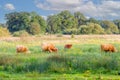 Natural landscape with feral grazing Scottish Highland cattle in the stream valley of the Rolder Diep Royalty Free Stock Photo