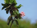 Natural landscape of flowers