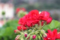 Natural landscape with flowers red