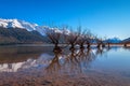 Natural landscape image of famous willow tree row in Glenorchy, South Island, New Zealand