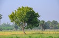 Natural landscape of an isolated medicinal neem tree alone in an fresh agricultural environment under blue sky Royalty Free Stock Photo