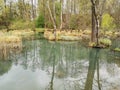 Natural landscape: a lake in the forest with blue water reflecting plants and trees Royalty Free Stock Photo