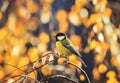 natural with little bird tit sitting in a Sunny Park on a birch tree with yellow bright autumn leaves Royalty Free Stock Photo