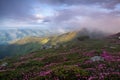 Natural landscape. Morning scenery of meadows with blooming rhododendron, high mountains and fog. Majestic summer scenery Royalty Free Stock Photo