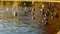 Coots, seagulls and ducks wild birds dabbling on lake water in Titan park in Bucharest