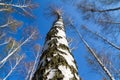 Natural landscape - sight up the trunks birch close-up with young foliage