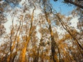 Natural landscape of Southwest Vietnam, Tra Su cajuput forest, An Giang - Chau Doc Royalty Free Stock Photo