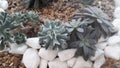 Natural landscape of succulents and ornamental stones
