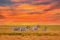 Natural landscape at sunset - view of a herd of zebras grazing in high grass