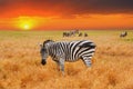 Natural landscape at sunset - view of a herd of zebras grazing in high grass