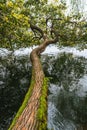 Natural landscape with trees, willows and lake in Quyuan Garden of Hangzhou West Lake, Hangzhou