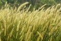 A horizontal frame of natural landscape tropical forest grass.