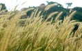 Natural landscape tropical forest grass and hill rocks. Royalty Free Stock Photo