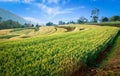 Natural landscape view barley rice green leaves demonstration plot and blue sky with mountain background Royalty Free Stock Photo