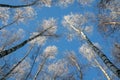 Natural landscape view from below on the crowns and tops of birch trees covered with white frost against the blue sky in the Park Royalty Free Stock Photo