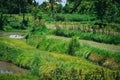 Natural Landscape View Irrigation Of Rice Field Terraces Of The Agricultural Area