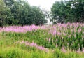 Natural landscapes - Ivanchai on the background of the forest Royalty Free Stock Photo