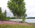 Natural landscapes of Russia - Birch trees on the background of Ivanchai and the lake Royalty Free Stock Photo