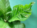 natural large leaves with glossy texture like artificial leaves