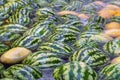 Natural large whole fresh watermelons floating and cooling in water