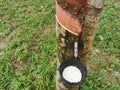 Natural latex rubber from rubber tree & x28;Hevea brasiliensisin, sharinga tree& x29; in rubber tree plantations. Royalty Free Stock Photo