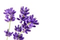 Natural lavender flower stems isolated on white background Royalty Free Stock Photo