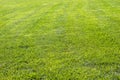 Natural lawn background.