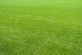 Natural lawn green grass texture Royalty Free Stock Photo