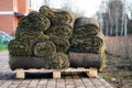 Natural lawn in rolls of grass and soil stands on a wooden stand on a troturai. Royalty Free Stock Photo