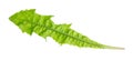 natural leaf of dandelion cutout on white Royalty Free Stock Photo
