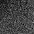 Natural leaf decolorized texture with streaky mesh