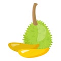 Natural leaf icon cartoon vector. Durian fruit