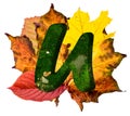 Natural leaf letter U, vibrant color alphabet, isolated design element, autumn colors
