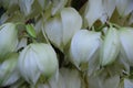 Natural, leaf, snow and beauty