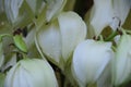 Natural, leaf, snow and beauty