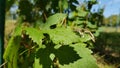 Clear black shadow on fresh green leaves of wild grapevine with water drops after rain. Wet surface of green leaf closeup. Royalty Free Stock Photo