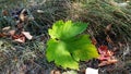 Green leaf of grape plant closeup on dry brown grass background. Fresh grapevine leaf is fallen to ground. Royalty Free Stock Photo