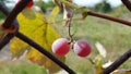 Two big purple berries of grape closeup with blurred background. Ripe juicy pink grape is hanging on stem. Organic fruits growing. Royalty Free Stock Photo