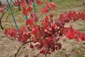 Vibrant red leaves of grapevine at vineyard in countryside. Autumn color leaves on vine branches. Burgundy color foliage of grape