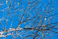 Natural leafless tree against a blue sky.