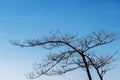 Natural leafless tree against a blue sky.
