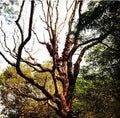 Natural leafless tree in the big forest